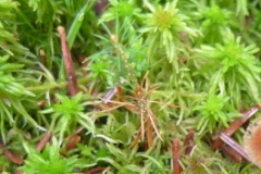détail lichen